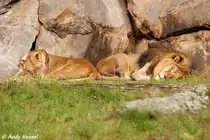 Afrikanische L�wen