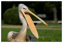 Pelikan - F�ngt gerne kleine Steinchen. Pelikane schlucken aber nichts runter. Ausser Fisch nat�rlich.