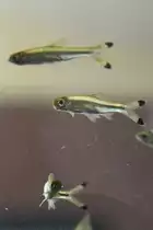 Glasb�rblinge (Rasbora trilineata) am 18.4.2010 im Tierpark Berlin.