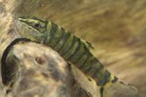 Kansuschmerle (Botia robusta) am 18.4.2010 im Tierpark Berlin.