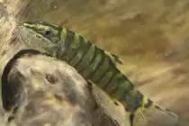 Kansuschmerle (Botia robusta) am 18.4.2010 im Tierpark Berlin.