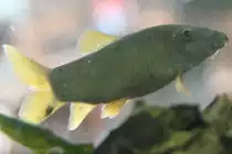 Gr�ne Prachtschmerle (Yasuhikotakia modesta) am 18.4.2010 im Tierpark Berlin.