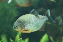 Natterers Sgesalmler oder Roter Piranha (Serrasalmus nattereri) am 18.4.2010 im Tierpark Berlin.