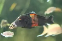 Orange-Moori (Tropheus moorii) am 18.4.2010 im Tierpark Berlin.