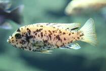Pseudotropheus zebra  OB  morph (Masken-Tigerbarsch) am 18.4.2010 im Tierpark Berlin.