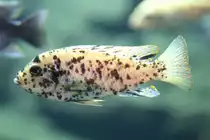 Pseudotropheus zebra  OB  morph (Masken-Tigerbarsch) am 18.4.2010 im Tierpark Berlin.