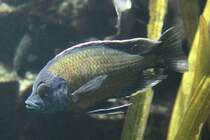 Kadango-Buntbarsch (Copadichromis borleyi) am 18.4.2010 im Tierpark Berlin.