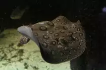 Augenfleck-Stachelrochen (Potamotrygon_motoro) am 18.4.2010 im Tierpark Berlin.