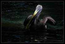 Chile- Meerespelikan