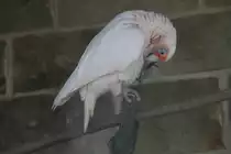 Nasenkakadu (Cacatua tenuirostris) am 18.4.2010 im Tierpark Berlin.