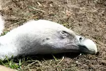 Westliche G�nsegeier (Gyps fulvus fulvus) am 18.4.2010 im Tierpark Berlin.
