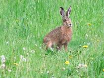  immer schn die Ohren steif halten 