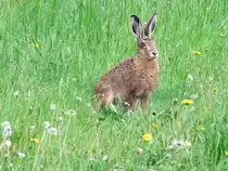  immer sch�n die Ohren steif halten 