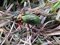 Emsig krabbelt dieser glnzende Goldlaufkfer oder Goldschmied (Carabus auratus)ber die Auwiese;110501