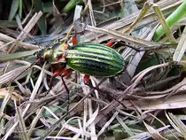 Emsig krabbelt dieser gl�nzende Goldlaufk�fer oder Goldschmied (Carabus auratus)�ber die Auwiese;110501