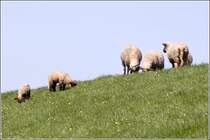 Schafe bei der Deichpflege an der Elbe. 18.04.2011