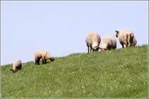 Schafe bei der Deichpflege an der Elbe. 18.04.2011