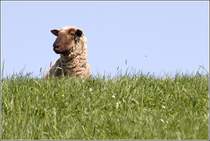 Dies Schaf genie�t den Ausblick vom Elbdeich. 18.04.2011