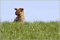 Dies Schaf genie�t den Ausblick vom Elbdeich. 18.04.2011