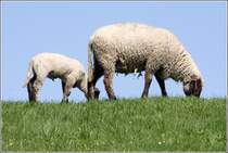 Mutterschaf mit Lamm auf dem Elbdeich am Ruthenstrom. 18.04.2011