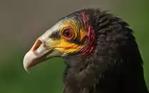 Kleiner Gelbkopfgeier