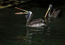 Chile- Meerespelikane