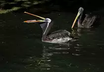 Chile- Meerespelikane