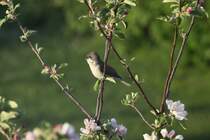 Eine Klappergrasmcke im Apfelbaum vor meinem Hotelzimmer in Billund; 10.05.2011