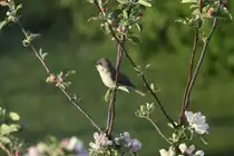 Eine Klappergrasm�cke im Apfelbaum vor meinem Hotelzimmer in Billund; 10.05.2011