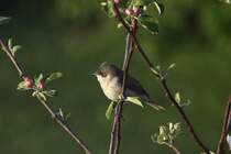 Eine Klappergrasmcke im Apfelbaum vor meinem Hotelzimmer in Billund; 10.05.2011