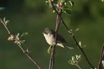 Eine Klappergrasm�cke im Apfelbaum vor meinem Hotelzimmer in Billund; 10.05.2011