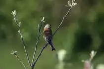 Ein Bluth�nfling im Apfelbaum vor meinem Hotelzimmer in Billund; 09.05.2011