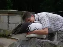 Brillenpelikan Max wird unter den Fl�geln gekrault.