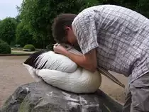 Brillenpelikan Max wird von mir am Kopf gekrault.