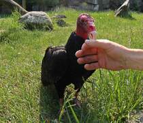 Nicht zur Nachahmung empfohlen. 
 Trudchen  der Truthahngeier