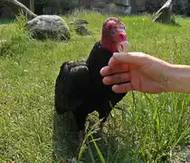 Nicht zur Nachahmung empfohlen. 
 Trudchen  der Truthahngeier