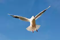 M�we im Anflug am Rheinufer in Bonn-Beuel - 09.02.2011