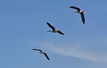 Graug�nse im Tiefflug �ber dem Z�lpicher See - 09.04.2011