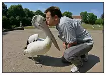 Brillenpelikan -  Max  bekommt von mir seinen Begr��ungs-Kuss