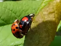 Marienk�fer- Paarung II;110417