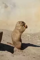 Schwarzschwanz-Pr�riehund (Cynomys ludovicianus) am 18.4.2010 im Tierpark Berlin.