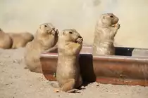 Nicht alle haben die gleichen Tichmanieren. Schwarzschwanz-Pr�riehunde (Cynomys ludovicianus) am 18.4.2010 im Tierpark Berlin.