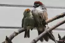 Rotk�ppchentimalie (Timalia pileata) und Rotkopftimalie (Stachyridopsis ruficeps) als Liebespaar am 18.4.2010 im Tierpark Berlin.
