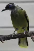 Schwarzkopfb�lb�l (Pycnonotus atriceps) am 18.4.2010 im Tierpark Berlin.