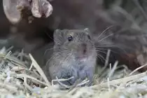 Levante-W�hlmaus (Microtus socialis) am 18.4.2010 im Tierpark Berlin.