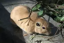 Gew�hnlicher Gundi (Ctenodactylus gundi) am 18.4.2010 im Tierpark Berlin.