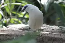 Balistar (Leucopsar rothschildi) am 18.4.2010 im Tierpark Berlin.
