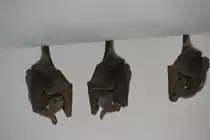 Wahlberg-Epauletten-Flughunde (Epomophorus wahlbergi) am 18.4.2010 im Tierpark Berlin.
 
