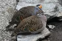 Bronzefl�geltauben (Phaps chalcoptera) am 18.4.2010 im Tierpark Berlin.