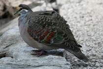 Bronzeflgeltaube (Phaps chalcoptera) am 18.4.2010 im Tierpark Berlin.